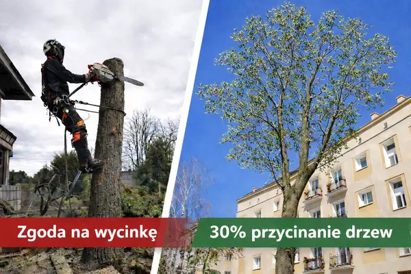 Co wybrać - wycinka czy pielęgnacja 