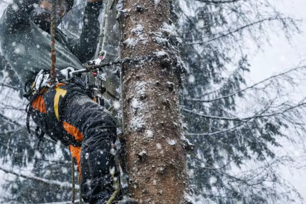 Zimowe cięcia i wycinka drzew