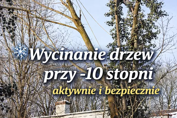 Zimowa wycinka drzew