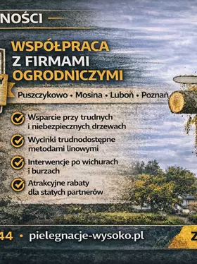 Arborysta wykonujący wycinkę drzewa metodami linowymi we współpracy z firmą ogrodniczą