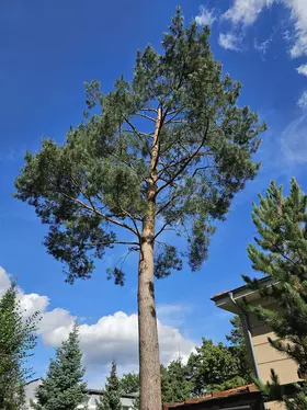 Pielęgnacja wysokiej sosny przy domu metodą linową w Poznaniu i okolicach