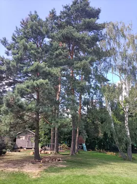 Formowanie i przerzedzanie korony sosny przez arborystę w ogrodzie