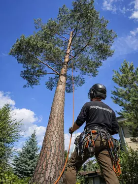 Arborysta przygotowujący się do wejścia w koronę sosny metodą linową przy domu