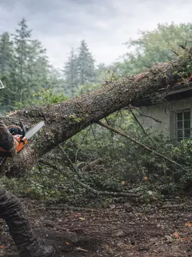nterwencyjna wycinka powalonego drzewa nad dachem – prace linowe przy budynku, arborysta Poznań