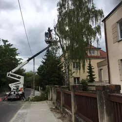 Pielęgnacja i przycinanie drzew