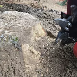 Frezowanie pni - skuteczne usuwanie pni i korzeni